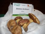 boletus flechtneri